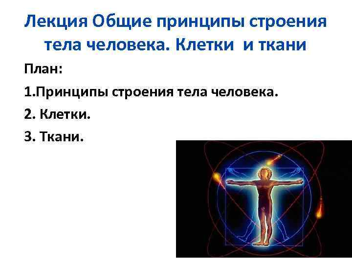Лекция Общие принципы строения тела человека. Клетки и ткани План: 1. Принципы строения тела
