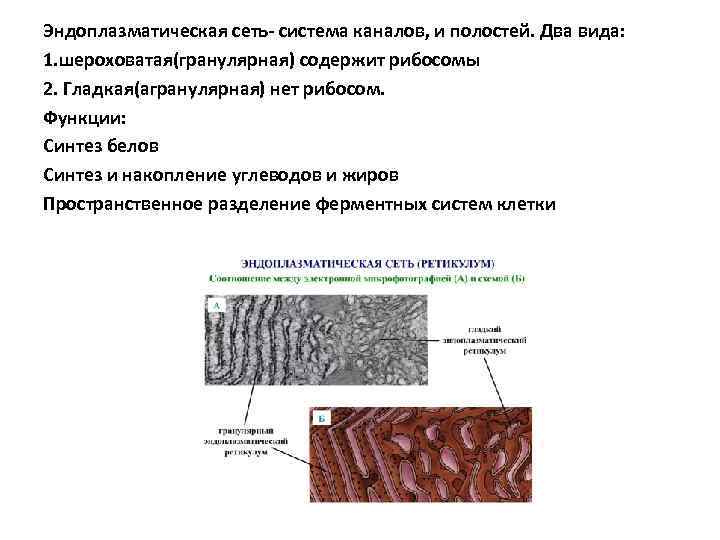 Эндоплазматическая сеть- система каналов, и полостей. Два вида: 1. шероховатая(гранулярная) содержит рибосомы 2. Гладкая(агранулярная)