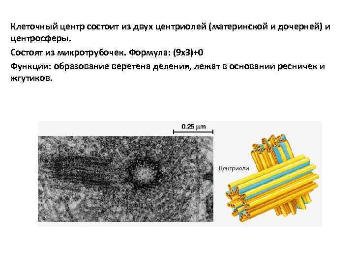 Микротрубочки в какой клетке