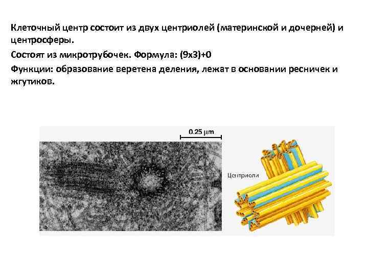 Образование центриоли