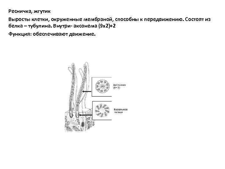 Ресничка, жгутик Выросты клетки, окруженные мембраной, способны к передвижению. Состоят из белка – тубулина.