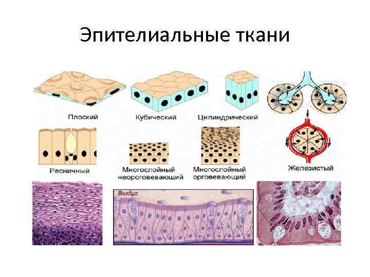 Эпителиальные ткани 