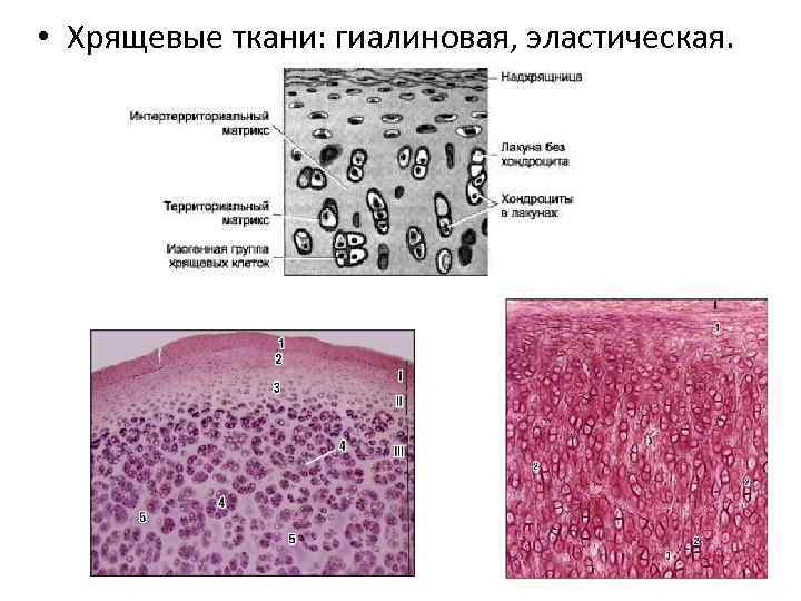  • Хрящевые ткани: гиалиновая, эластическая. 