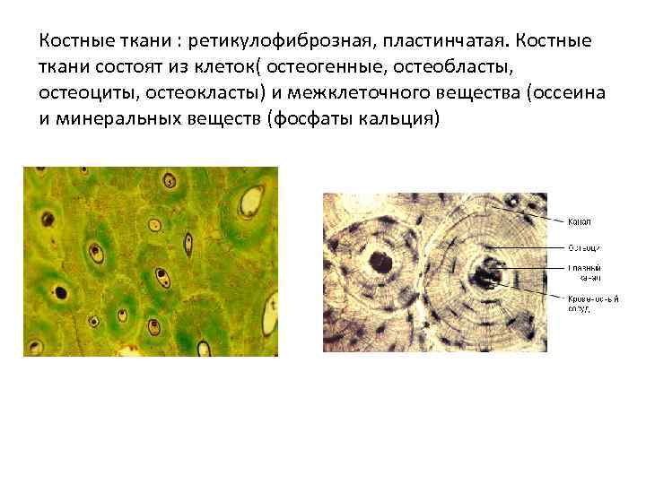 Костные ткани : ретикулофиброзная, пластинчатая. Костные ткани состоят из клеток( остеогенные, остеобласты, остеоциты, остеокласты)