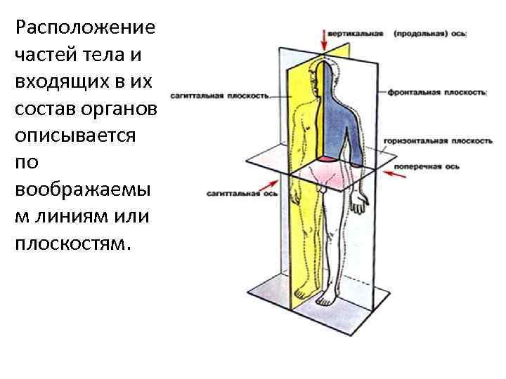 Расположение частей тела и входящих в их состав органов описывается по воображаемы м линиям
