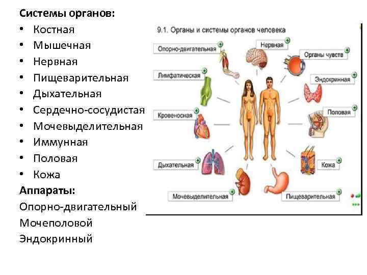 Системы органов: • Костная • Мышечная • Нервная • Пищеварительная • Дыхательная • Сердечно-сосудистая