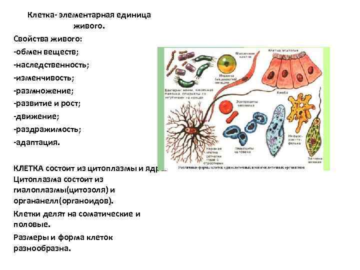 Клетка- элементарная единица живого. Свойства живого: -обмен веществ; -наследственность; -изменчивость; -размножение; -развитие и рост;