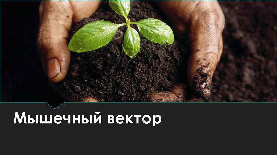 Мышечный вектор 