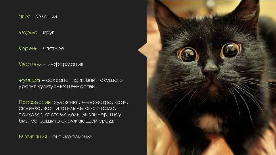 Цвет – зеленый Форма – круг Корень – частное Квартель – информация Функция –