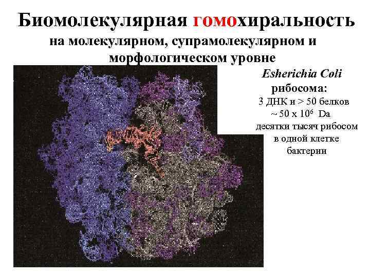 Регуляторы биомолекулярных процессов 11 класс презентация