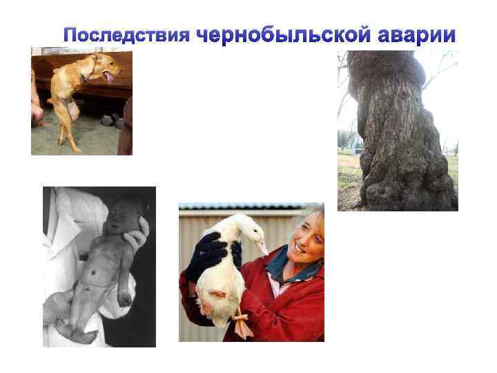 Последствия чернобыльской аварии 