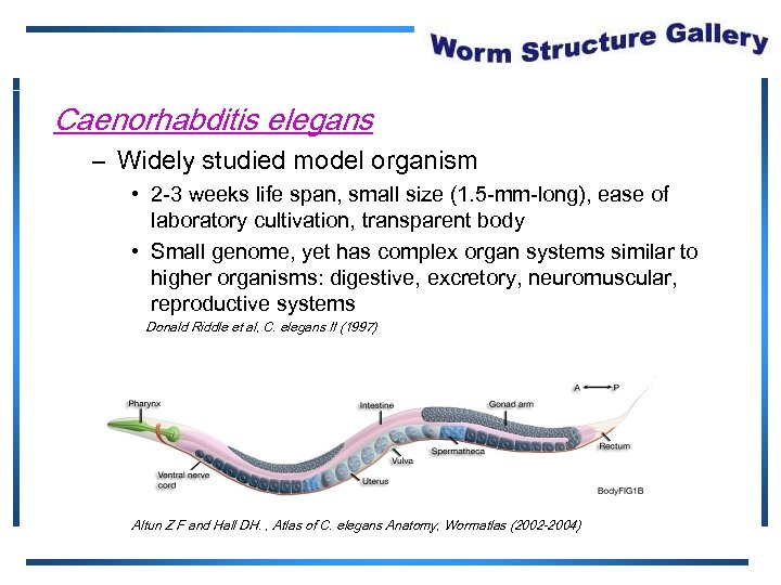 Caenorhabditis elegans – Widely studied model organism • 2 -3 weeks life span, small