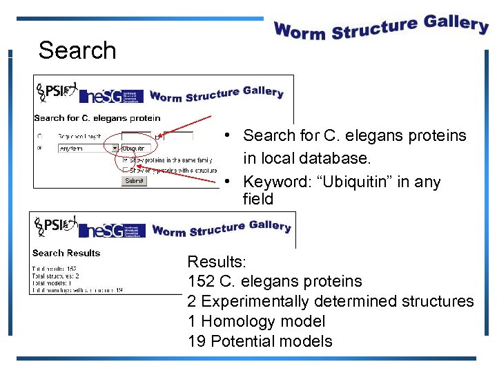 Search • Search for C. elegans proteins in local database. • Keyword: “Ubiquitin” in