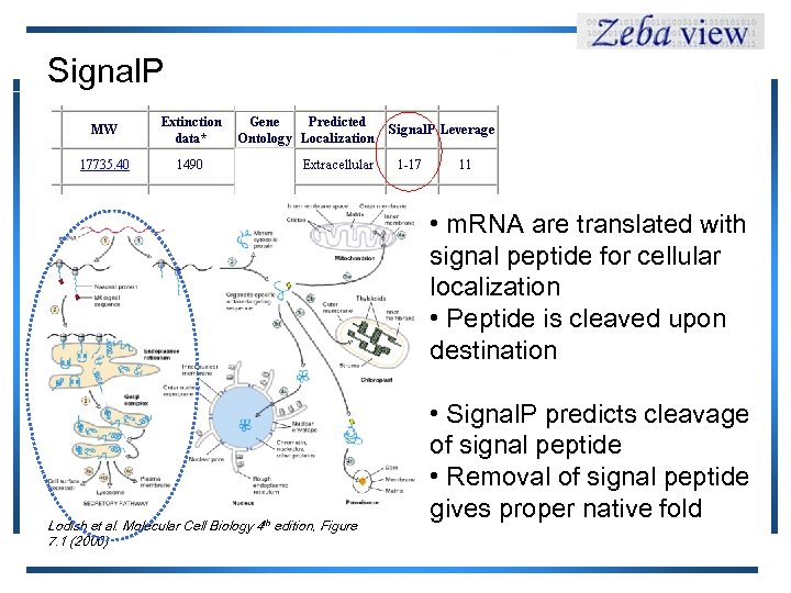 Signal. P • m. RNA are translated with signal peptide for cellular localization •