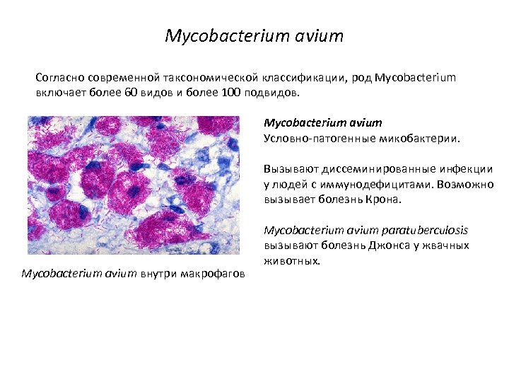 Mycobacterium avium Согласно современной таксономической классификации, род Mycobacterium включает более 60 видов и более