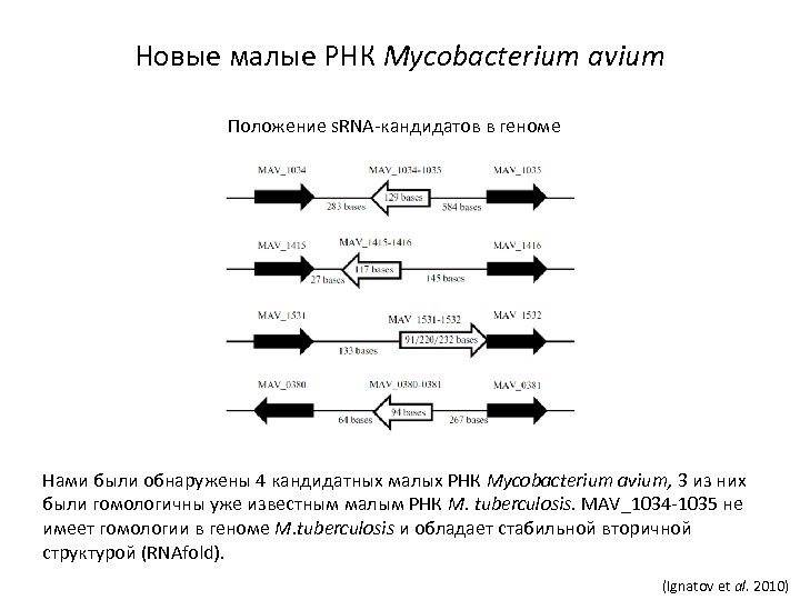 Новые малые РНК Mycobacterium avium Положение s. RNA-кандидатов в геноме Нами были обнаружены 4