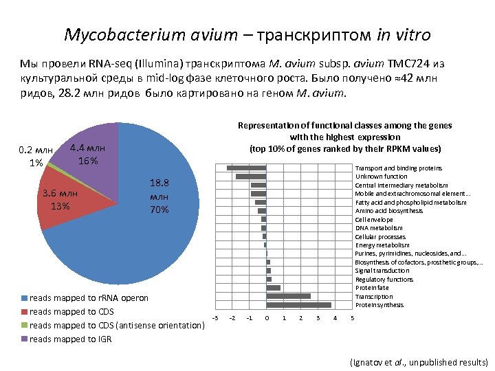 Mycobacterium avium – транскриптом in vitro Мы провели RNA-seq (Illumina) транскриптома M. avium subsp.