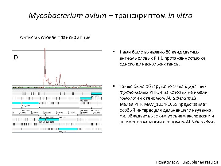 Mycobacterium avium – транскриптом in vitro Антисмысловая транскрипция § Нами было выявлено 86 кандидатных
