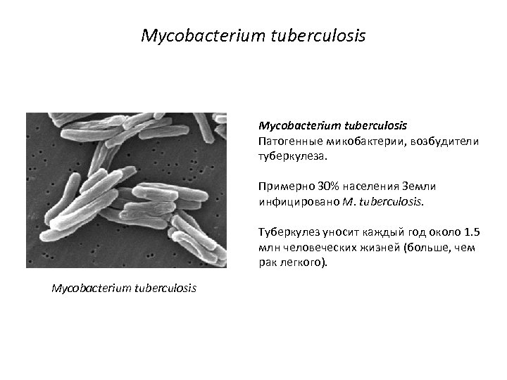Mycobacterium tuberculosis Патогенные микобактерии, возбудители туберкулеза. Примерно 30% населения Земли инфицировано M. tuberculosis. Туберкулез