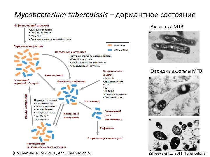 Mycobacterium tuberculosis – дормантное состояние Активные MTB Овоидные формы MTB (По Chao and Rubin,