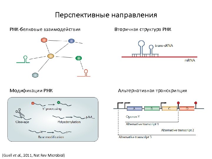 Перспективные направления РНК-белковые взаимодействия Модификации РНК (Guell et al. , 2011, Nat Rev Microbiol)