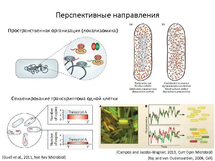Перспективные направления Пространственная организация (локализомика) Секвенирование транскриптома одной клетки (Guell et al. , 2011,