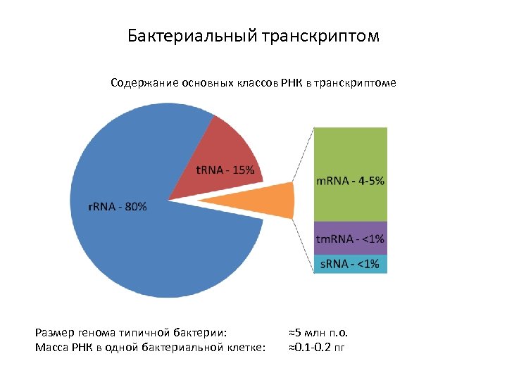 Бактериальный транскриптом Содержание основных классов РНК в транскриптоме Размер генома типичной бактерии: Масса РНК