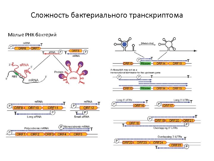 Сложность бактериального транскриптома Малые РНК бактерий 