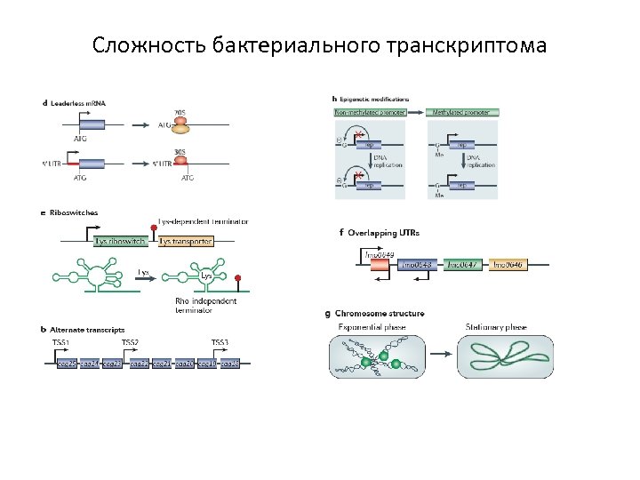 Сложность бактериального транскриптома 