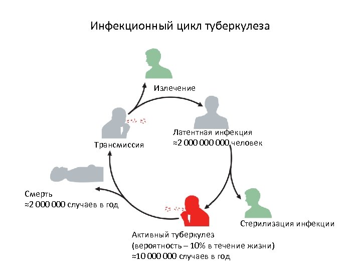 Инфекционный цикл туберкулеза Излечение Трансмиссия Латентная инфекция ≈2 000 000 человек Смерть ≈2 000