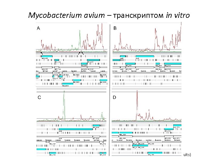 Mycobacterium avium – транскриптом in vitro (Ignatov et al. , unpublished results) 