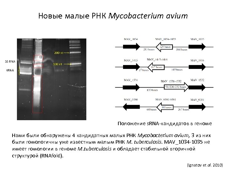 Новые малые РНК Mycobacterium avium Положение s. RNA-кандидатов в геноме Нами были обнаружены 4