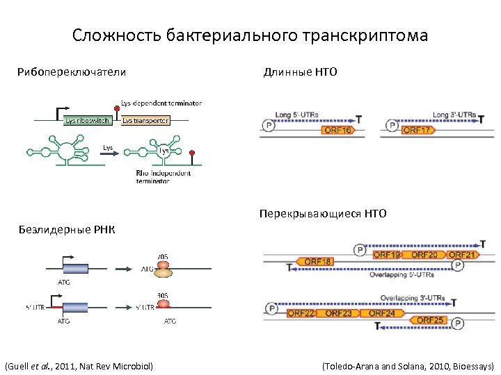 Сложность бактериального транскриптома Рибопереключатели Длинные НТО Перекрывающиеся НТО Безлидерные РНК (Guell et al. ,