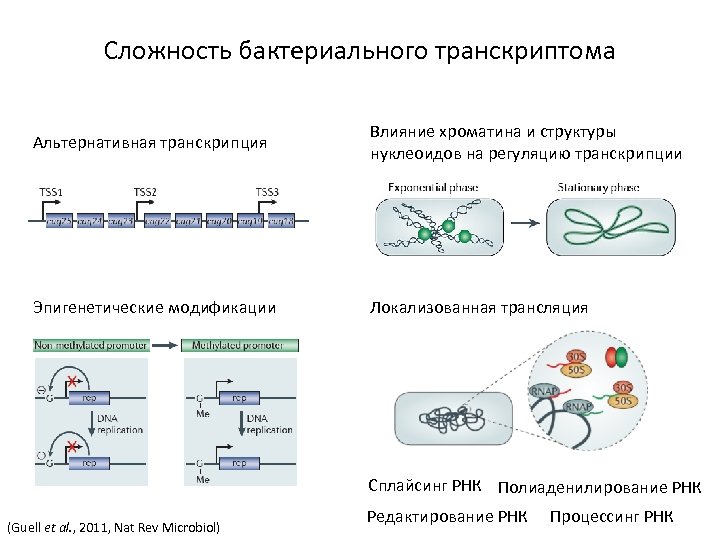 Ментальная карта суть процесса регуляции транскрипции