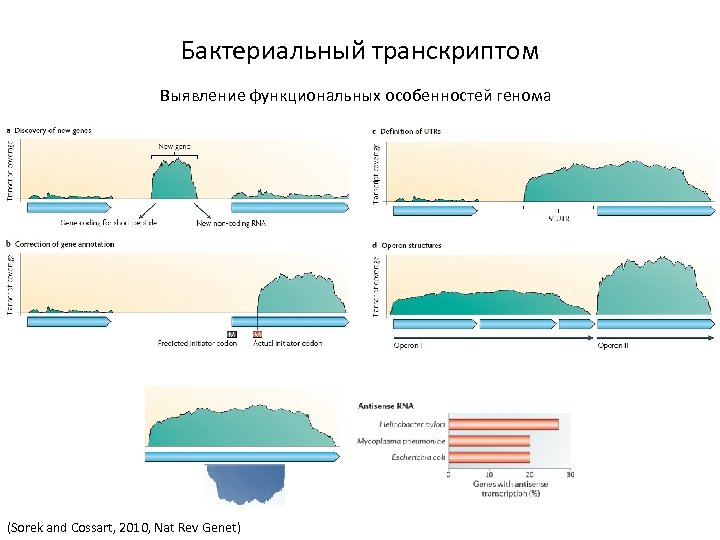 Бактериальный транскриптом Выявление функциональных особенностей генома (Sorek and Cossart, 2010, Nat Rev Genet) 