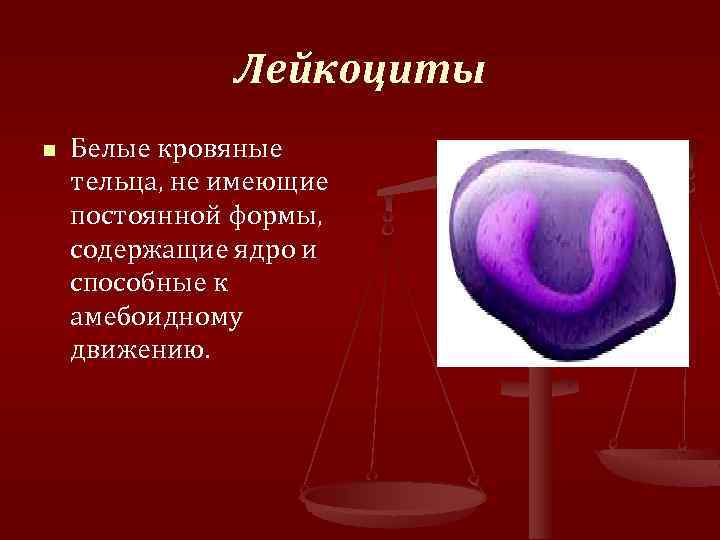 Лейкоциты n Белые кровяные тельца, не имеющие постоянной формы, содержащие ядро и способные к