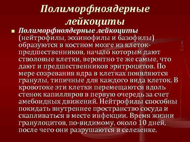 Полиморфноядерные лейкоциты n Полиморфноядерные лейкоциты (нейтрофилы, эозинофилы и базофилы) образуются в костном мозге из