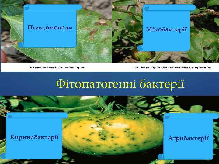 Псевдомонади Мікобактерії Фітопатогенні бактерії Коринебактерії Агробактерії 