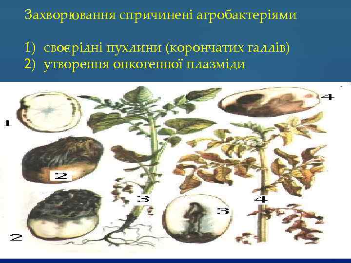 Захворювання спричинені агробактеріями 1) своєрідні пухлини (корончатих галлів) 2) утворення онкогенної плазміди 