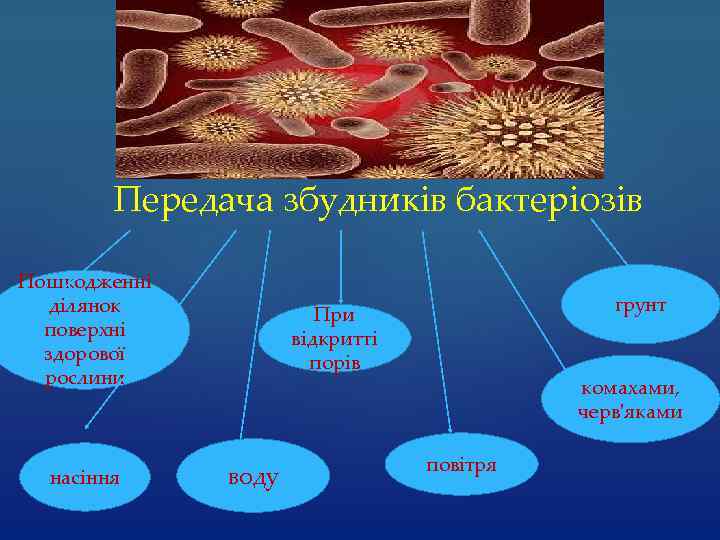 Передача збудників бактеріозів Пошкодженні ділянок поверхні здорової рослини насіння грунт При відкритті порів воду