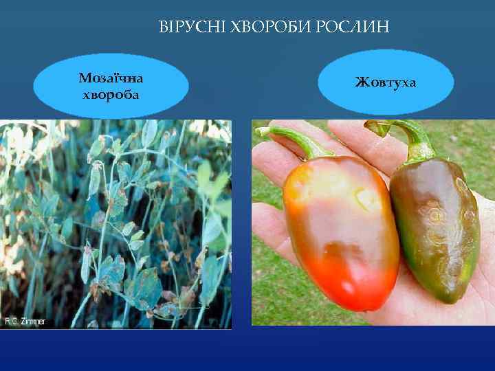 ВІРУСНІ ХВОРОБИ РОСЛИН Мозаїчна хвороба Жовтуха 