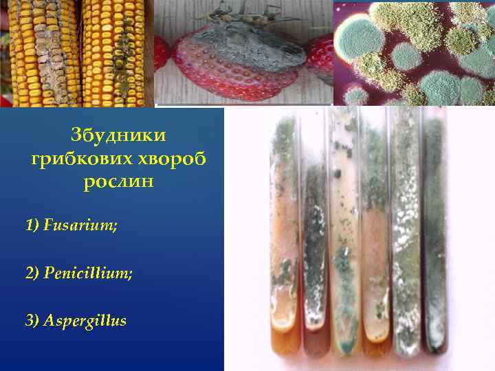 Збудники грибкових хвороб рослин 1) Fusarium; 2) Penicillium; 3) Aspergillus 
