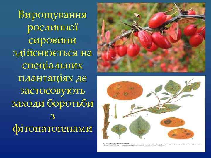 Вирощування рослинної сировини здійснюється на спеціальних плантаціях де застосовують заходи боротьби з фітопатогенами 