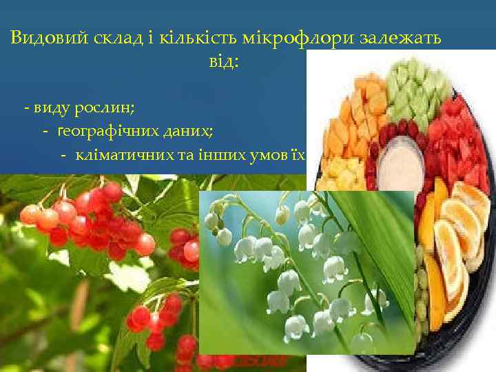 Видовий склад і кількість мікрофлори залежать від: - виду рослин; - географічних даних; -