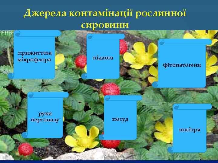 Джерела контамінації рослинної сировини прижиттєва мікрофлора руки персоналу підлога фітопатогени посуд повітря 