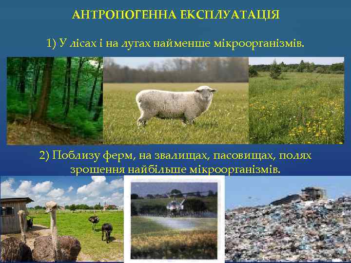 АНТРОПОГЕННА ЕКСПЛУАТАЦІЯ 1) У лісах і на лугах найменше мікроорганізмів. . 2) Поблизу ферм,