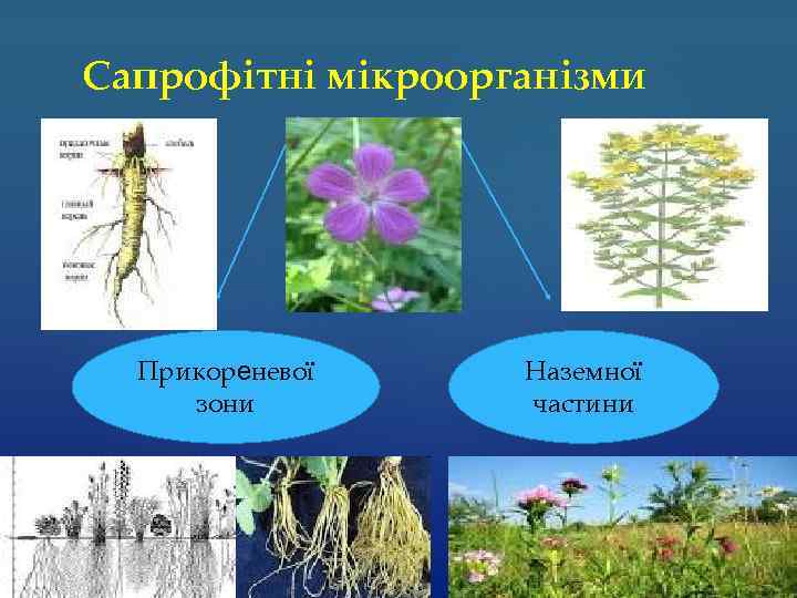 Сапрофітні мікроорганізми Прикореневої зони Наземної частини 