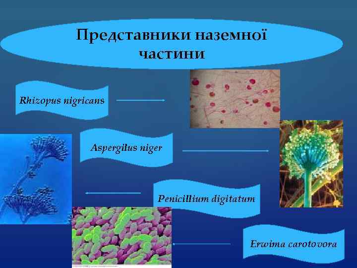 Представники наземної частини Rhizopus nigricans Aspergilus niger Penicillium digitatum Erwima carotovora 