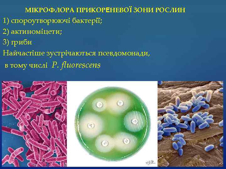 МІКРОФЛОРА ПРИКОРЕНЕВОЇ ЗОНИ РОСЛИН 1) спороутворюючі бактерії; 2) актиноміцети; 3) гриби Найчастіше зустрічаються псевдомонади,