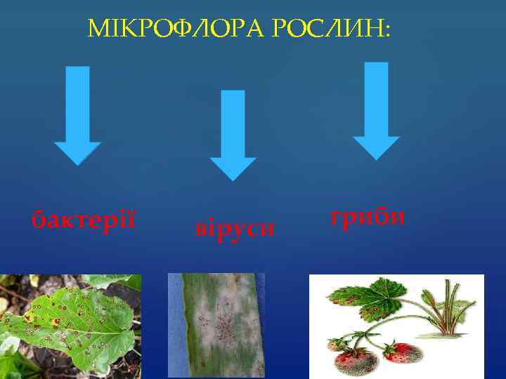 МІКРОФЛОРА РОСЛИН: бактерії віруси гриби 